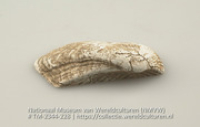 Schelp, gevonden in een graf (Collectie Wereldculturen, TM-2344-228)