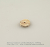 Kraal van schelp (Collectie Wereldculturen, TM-2344-233a)