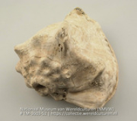 Schelp, vermoedelijk een kinkhoorn (Collectie Wereldculturen, TM-3603-52)