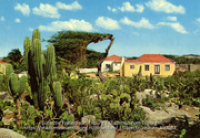 Cactusfield with typical country houses